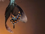 Mariposa sobre una pluma negra