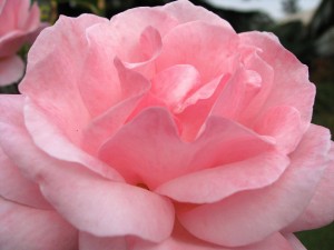 Hermosa rosa de color rosado
