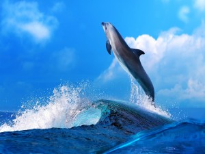 Fondos de delfines, Imágenes: Delfines