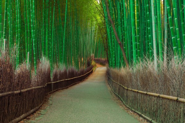 Sendero a través de un bosque de bambú