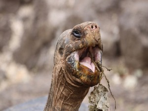 Postal: Tortuga mostrando su gran boca