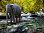 Elefante sobre el riachuelo de un bosque