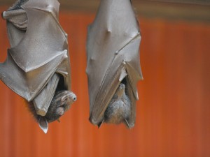 Murciélagos descansando envueltos en sus alas