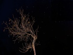 Árbol solitario en la noche