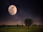 Árboles bajo la luna llena y un cielo estrellado