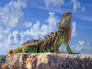 Iguana de bonitos colores tomando el sol en una roca