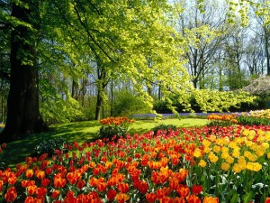 Hermosos tulipanes de colores entre los árboles