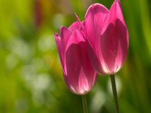 Dos tulipanes rosas