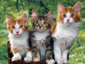 Tres lindos gatos