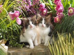 Dos gatitos entre tulipanes