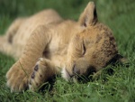 Pequeño león dormido sobre la hierba