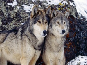 Postal: Dos lobos junto a unas rocas cubiertas de nieve