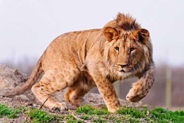 Un joven y hermoso león