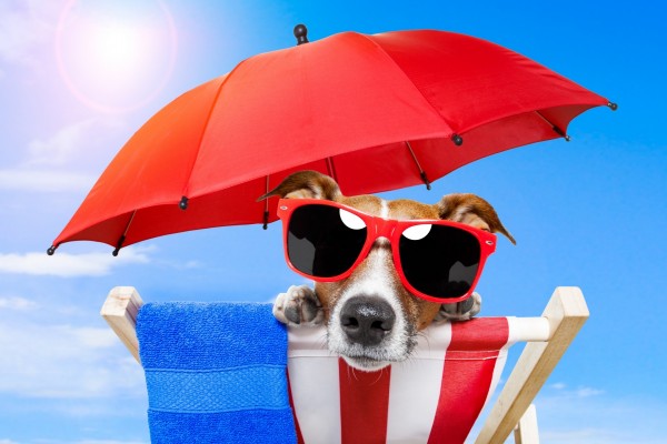 Perro con gafas para el sol sentado en una tumbona