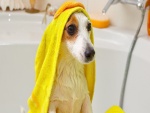 Perro sentado en la bañera cubierto con una toalla
