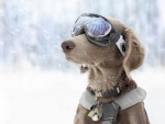 Perro con gafas de esquí