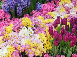Flores de bonitos colores