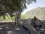Coyote junto a un león