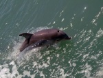 Delfín nadando en el mar