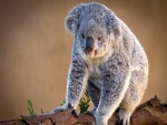 Koala sobre un tronco