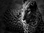 Imagen en blanco y negro de un leopardo