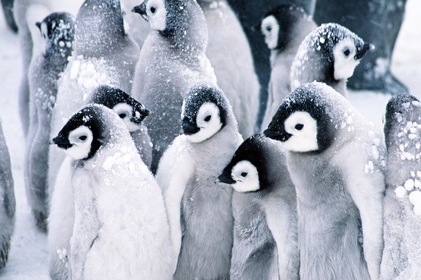 Jóvenes pingüinos soportando el frío