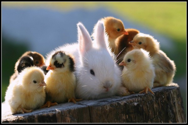 Conejo rodeado de pollitos