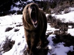 Un oso enfadado