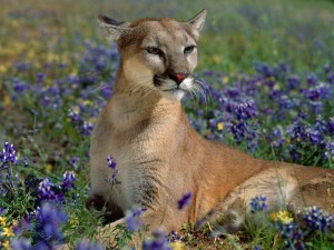 Postal: Puma tumbado entre flores