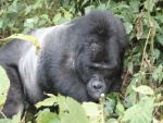 Gorila tumbado entre unas plantas