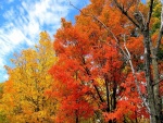 Árboles coloridos en otoño