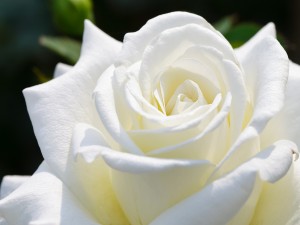 Una hermosa rosa de color blanco