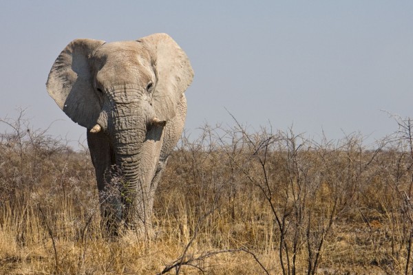Elefante africano con los cuernos rotos