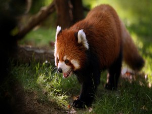 Un lindo panda rojo caminando sobre la hierba