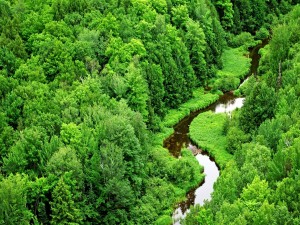 Río en un bosque verde