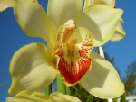 Preciosa orquídea amarilla