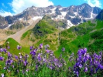 Flores color púrpura en la montaña