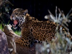 Un leopardo enojado
