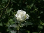 Una rosa blanca en el rosal