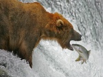 Salmón entrando en la boca de un oso