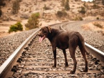 Perro en la vía del tren