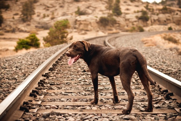 Perro en la vía del tren