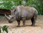 Rinoceronte viviendo en un zoo