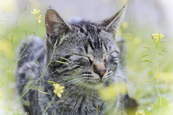 Gato dormido entre unas flores amarillas