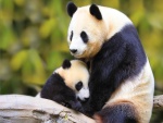 Osa panda cuidando de su osezno