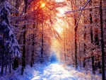 Camino forestal en invierno