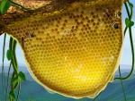Las abejas hacen la miel