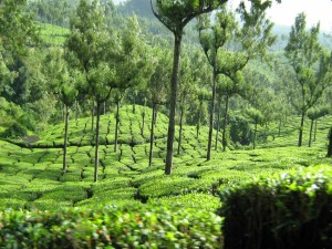 Postal: Árboles en una plantación de té