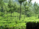 Árboles en una plantación de té