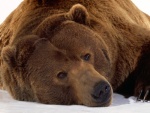 Un gran oso pardo descansando
